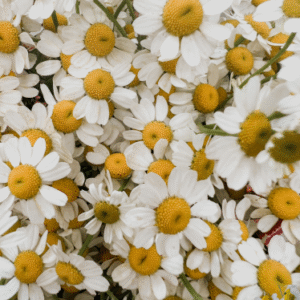 CHAMOMILE FRAGRANCE OIL
