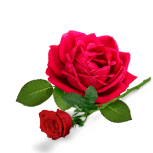 ROSE FRAGRANCE OIL