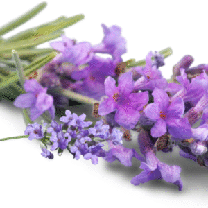 LAVENDER FRAGRANCE OIL