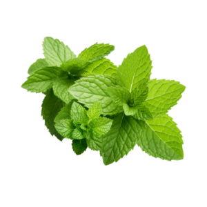 PEPPERMINT ESSENTIAL OIL