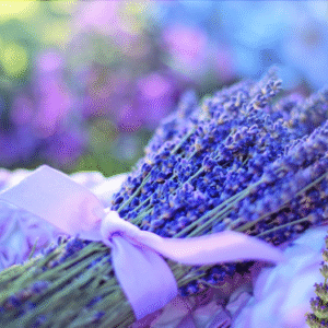 SPIKE LAVENDER ESSENTIAL OIL