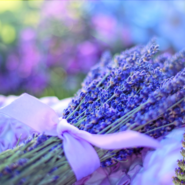 SPIKE LAVENDER ESSENTIAL OIL