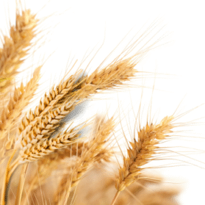 WHEAT GERM OIL