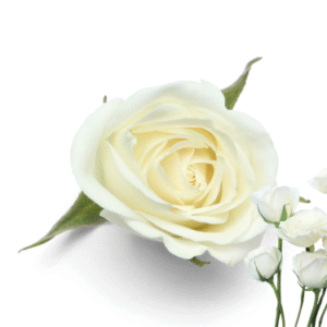 WHITE ROSE HYDROSOL