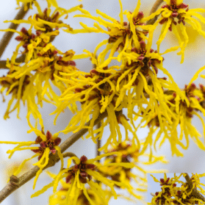 WITCH HAZEL OIL