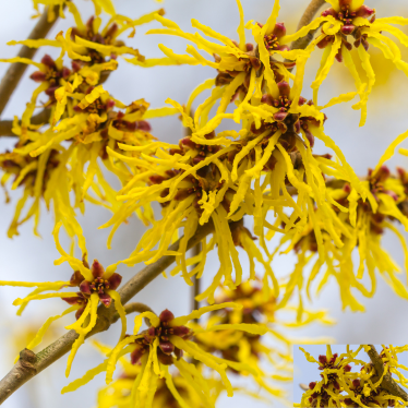 WITCH HAZEL OIL