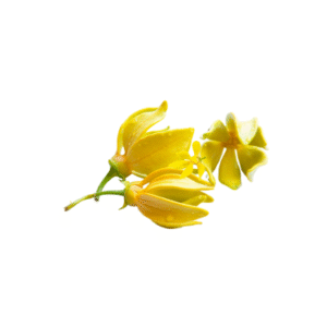 YLANG YLANG ESSENTIAL OIL